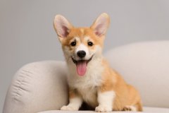 宠物社区互动支持